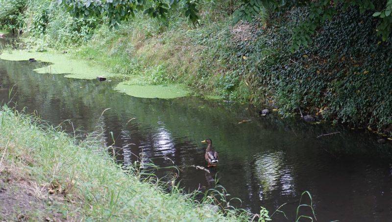 Die Uchte in Stendal